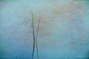 Flooded Grass 2 - Travis Burgess