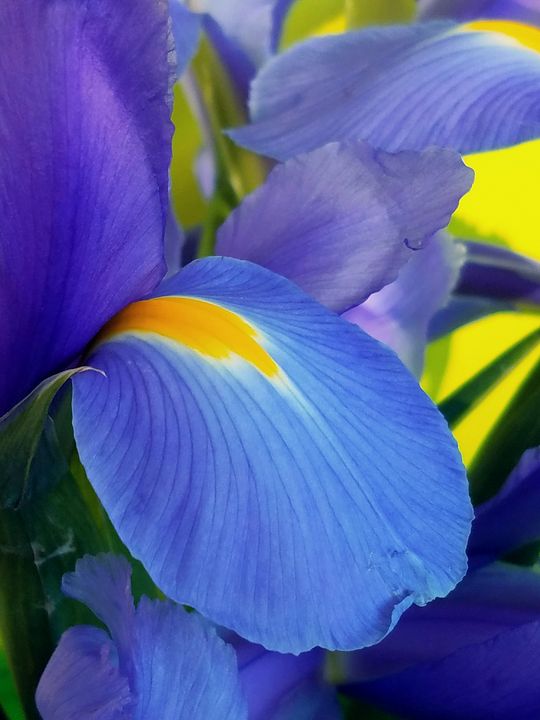 oil painting of beautiful blue iris - IRIS - Digital Art, Flowers, Plants,  & Trees, Flowers, Flowers I-Z, Iris - ArtPal