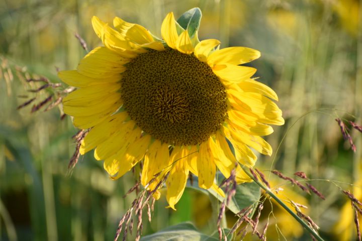 Gypsy Jazz Zebra Sunflower Gypsy Jazz Zebra Sunflower