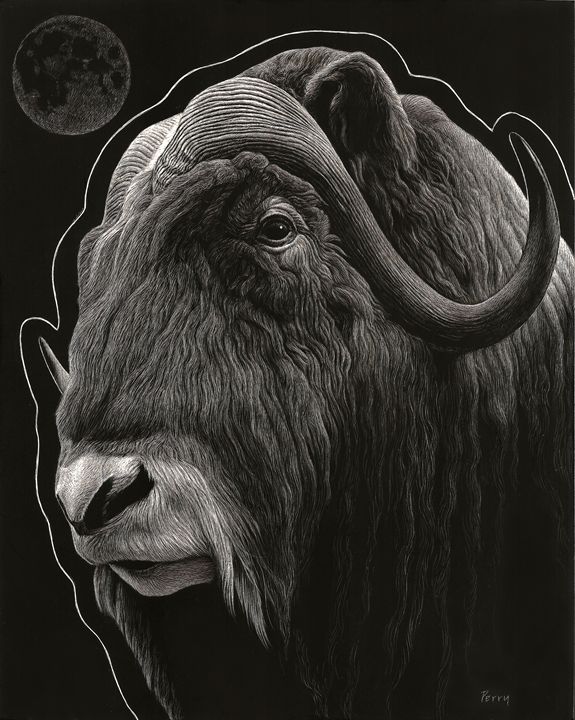 Musk Ox and Moon - Nathan Perry Fine Art