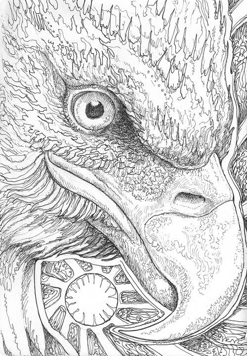 Eagle Eye 01 - Nathan Perry Fine Art