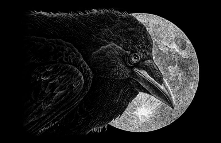 Crow Raven Scratchboard Art Original 