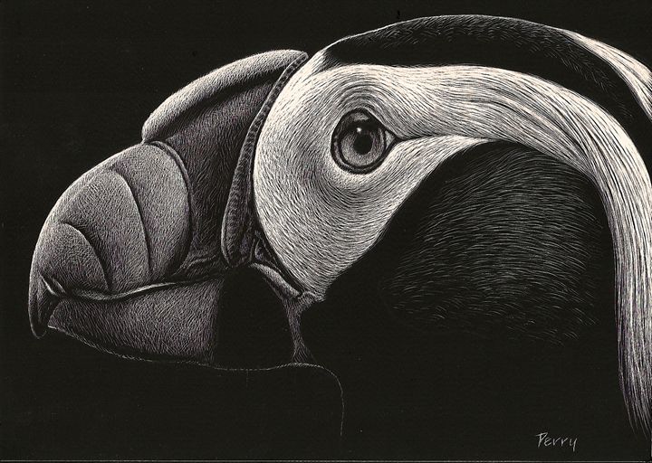 Tufted Puffin - Nathan Perry Fine Art - Drawings & Illustration ...