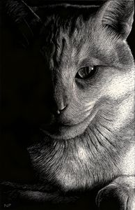 Cat in Sunlight - Nathan Perry Fine Art