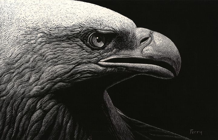 Bald Eagle Scratchboard Fine Art Print | thecozyred