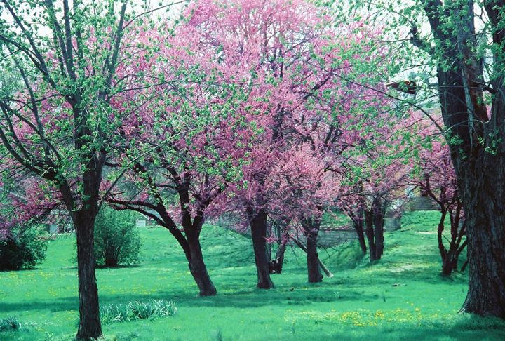 Spring in the South - Richard W. Jenkins Gallery