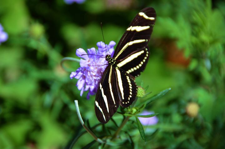 Zebra Butterfly on a purple flower. - Richard W. Jenkins Gallery
