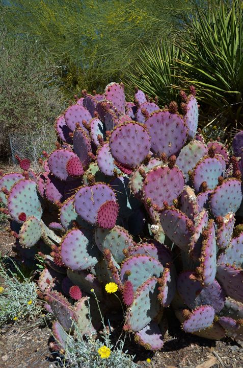 Purple Prickly Pear Cactus - Richard W. Jenkins Gallery - Photography ...
