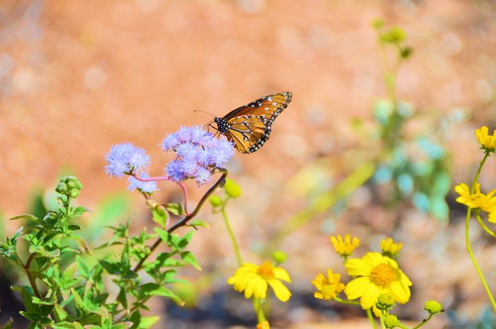 Monarch Butterfly - Richard W. Jenkins Gallery