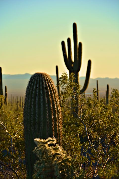 Arizona cactus - Richard W. Jenkins Gallery