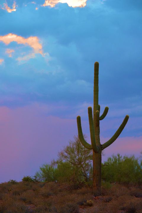 Cactus Sunset - Richard W. Jenkins Gallery
