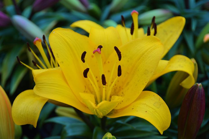 Yellow Lily - Richard W. Jenkins Gallery