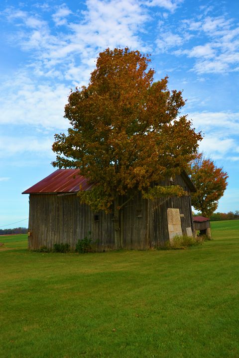 Old Barn and Tree - Richard W. Jenkins Gallery