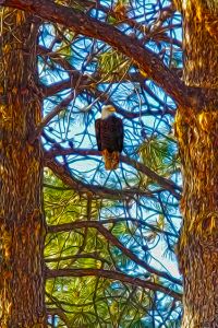 Eagle in the Trees