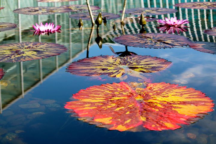 Pink and yellow lily pads - Kate's Photography