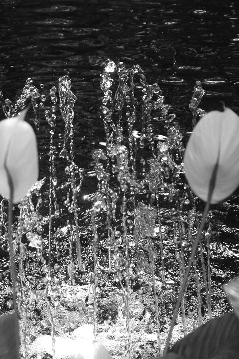 Flowers framing the fountain - Kate's Photography