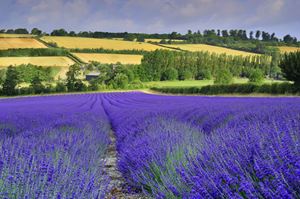 Lavender field, Kent
