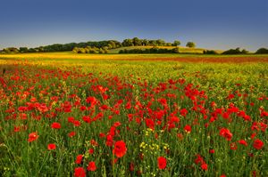 Poppies,summer field,