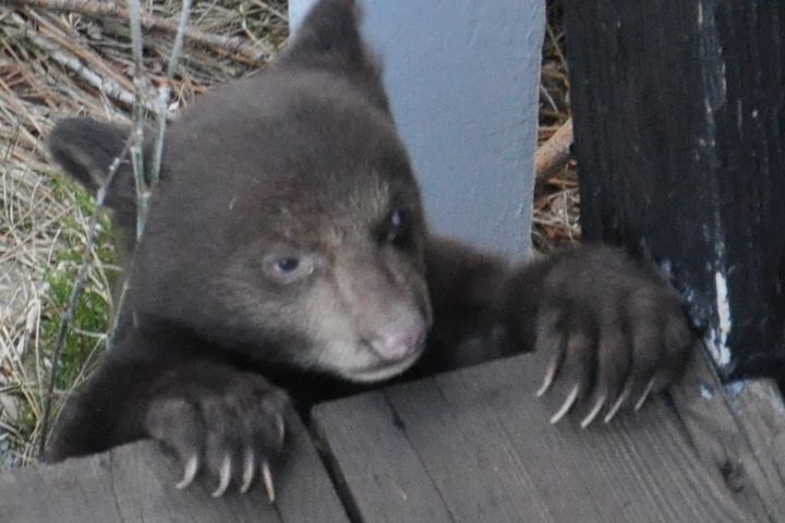 Bear Cub on porch - Water