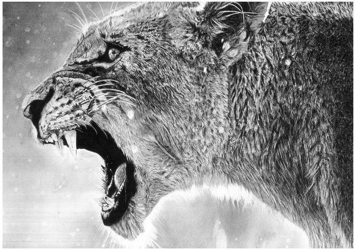 Lion I made this with graphite pencils   rdrawing