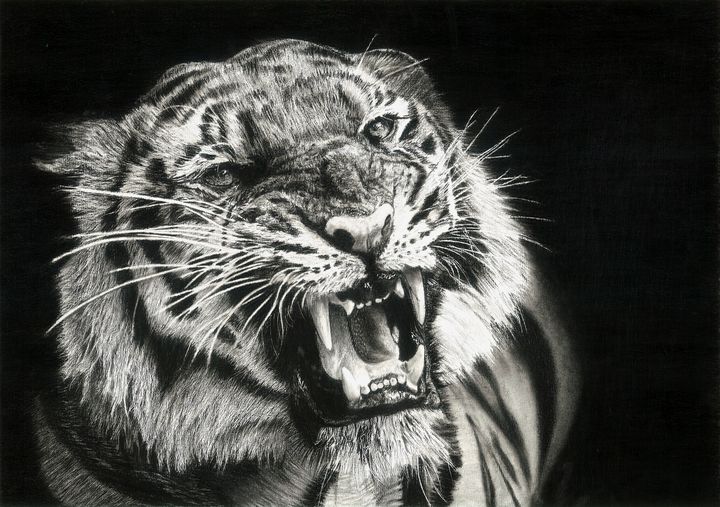 Tiger Cub Colour Pencil Drawing Wall Art, Canvas Prints, Framed Prints,  Wall Peels | Great Big Canvas