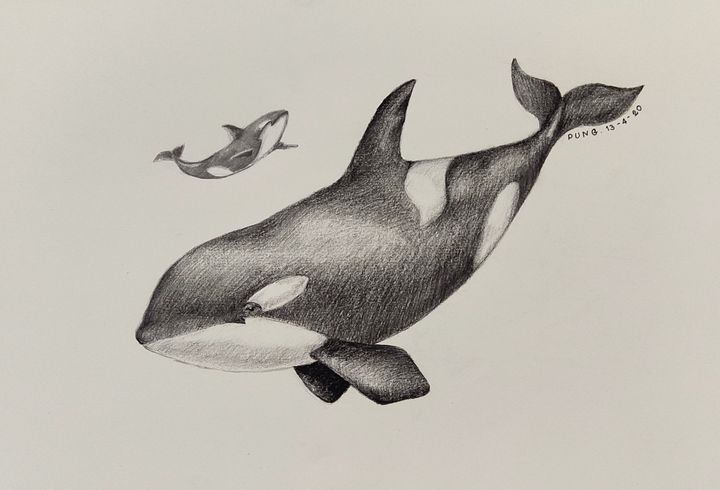  Killer whale or Orca . - BB25 - Drawings Illustration Animals Birds 