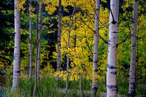 Aspen Fall Foliage
