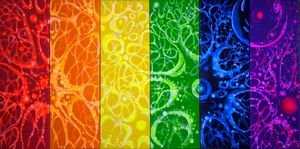 The rainbow neural network