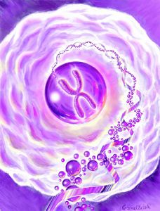 The DNA the chromosome the cell