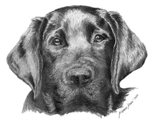 Buy Black Lab Pup Cards and Prints From Original Graphite Drawing Online in  India  Etsy