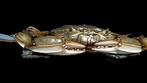 Blue Crab