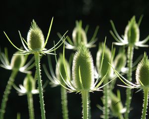 Thistle