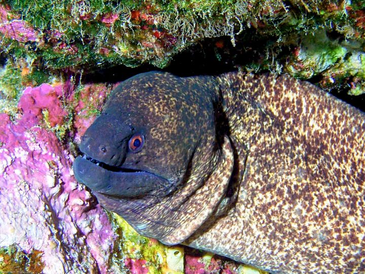 Moray Eel Florida keys Robert X Roth Photography, Animals, Birds