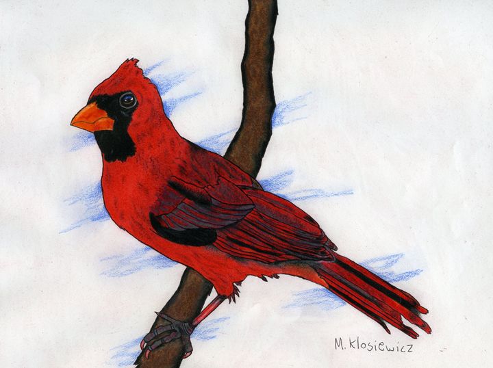 Cardinal on branch Mark's Art Drawings & Illustration, Animals