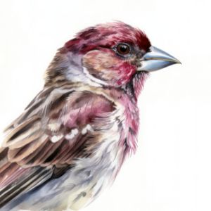 Purple Finch Bird Watercolor - Frank095