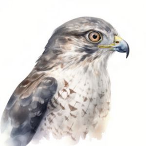 Goshawk Bird Portrait Watercolor - Frank095