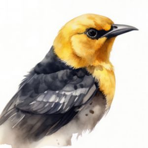 Yellow-Headed Blackbird Bird - Frank095
