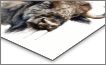 Metal Print