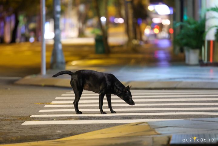 Street Black Dog. - Selena Reinhardt - Photography, Animals, Birds ...