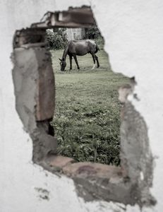 Hidden Horse