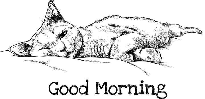 cat good morning