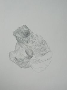 Sketch of a Frog