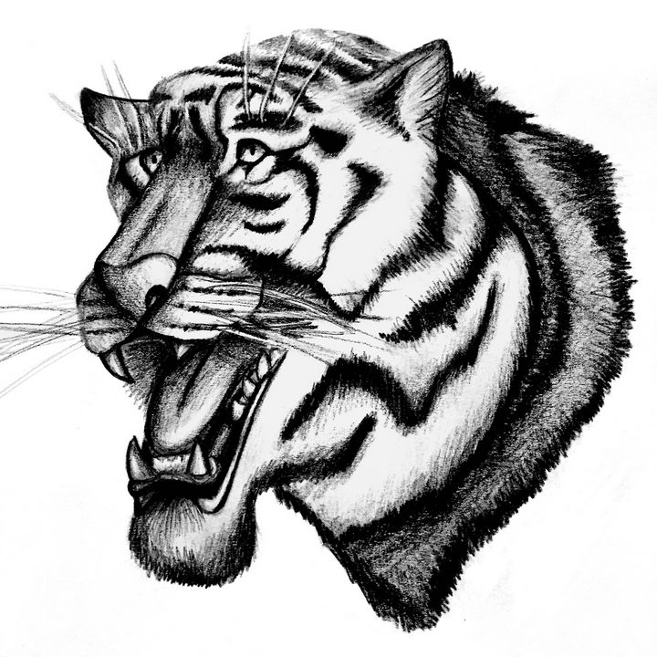 Cute Tiger Drawing On White Background - Generated With Generative AI Stock  Photo, Picture and Royalty Free Image. Image 205672800.