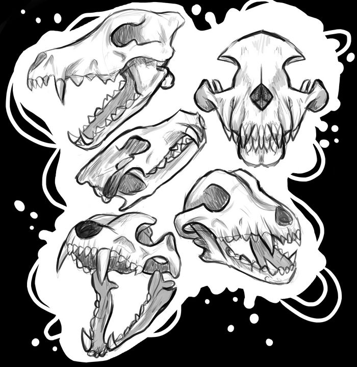 Free wolf skull - Vector Art