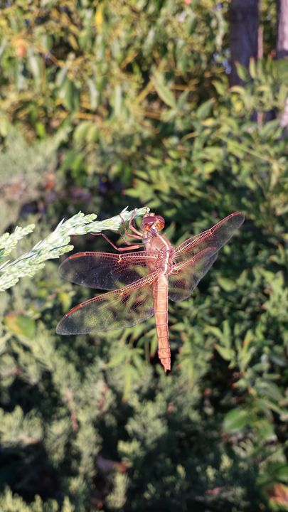 Red Dragonfly - Azadiax's Photos