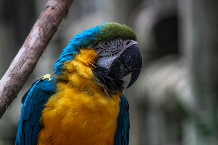 Blue-and-Yellow Macaw - Azadiax's Photos