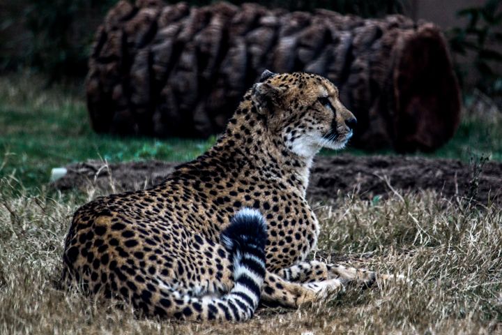 Cheetah - Azadiax's Photos