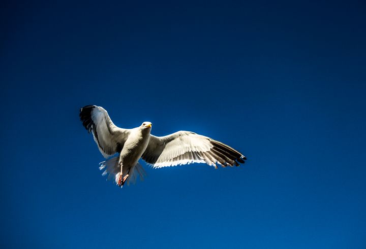 Seagull - Azadiax's Photos