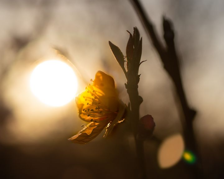 Blossom hugging the Sun at Sunset - BarcStone Photography