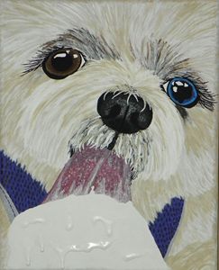Maddie the Shih Tzu